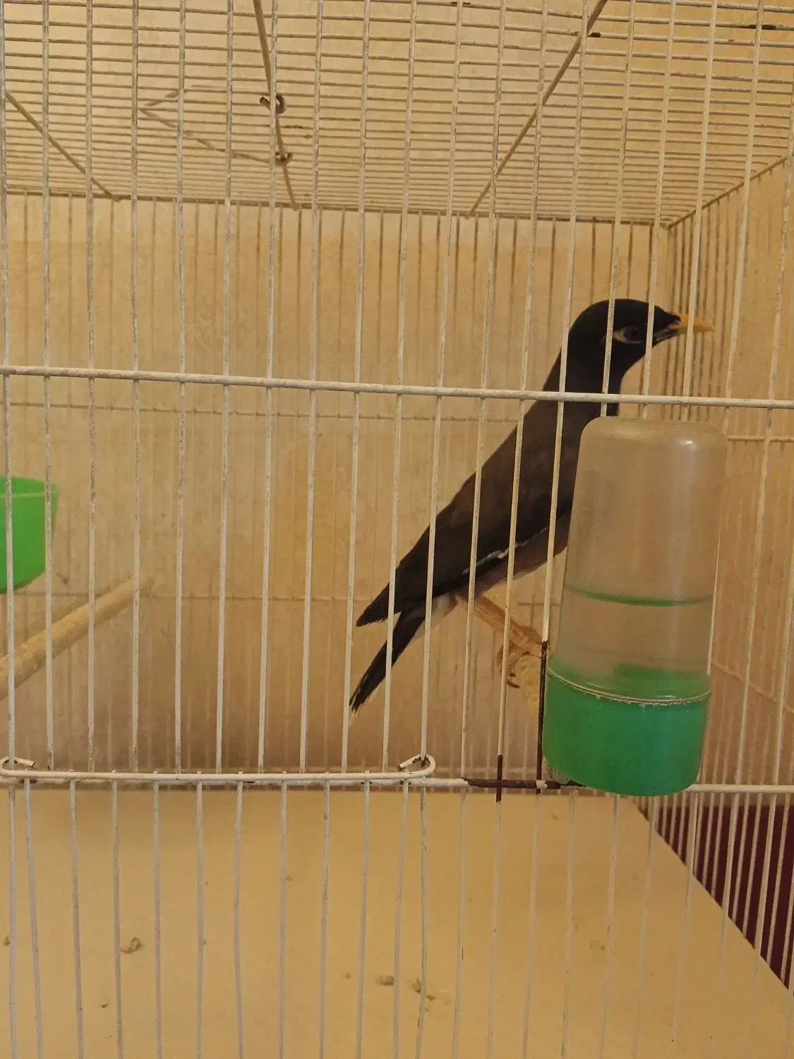 مینا سخنگو|پرنده|گلبهار, شهر جدید گلبهار|دیوار