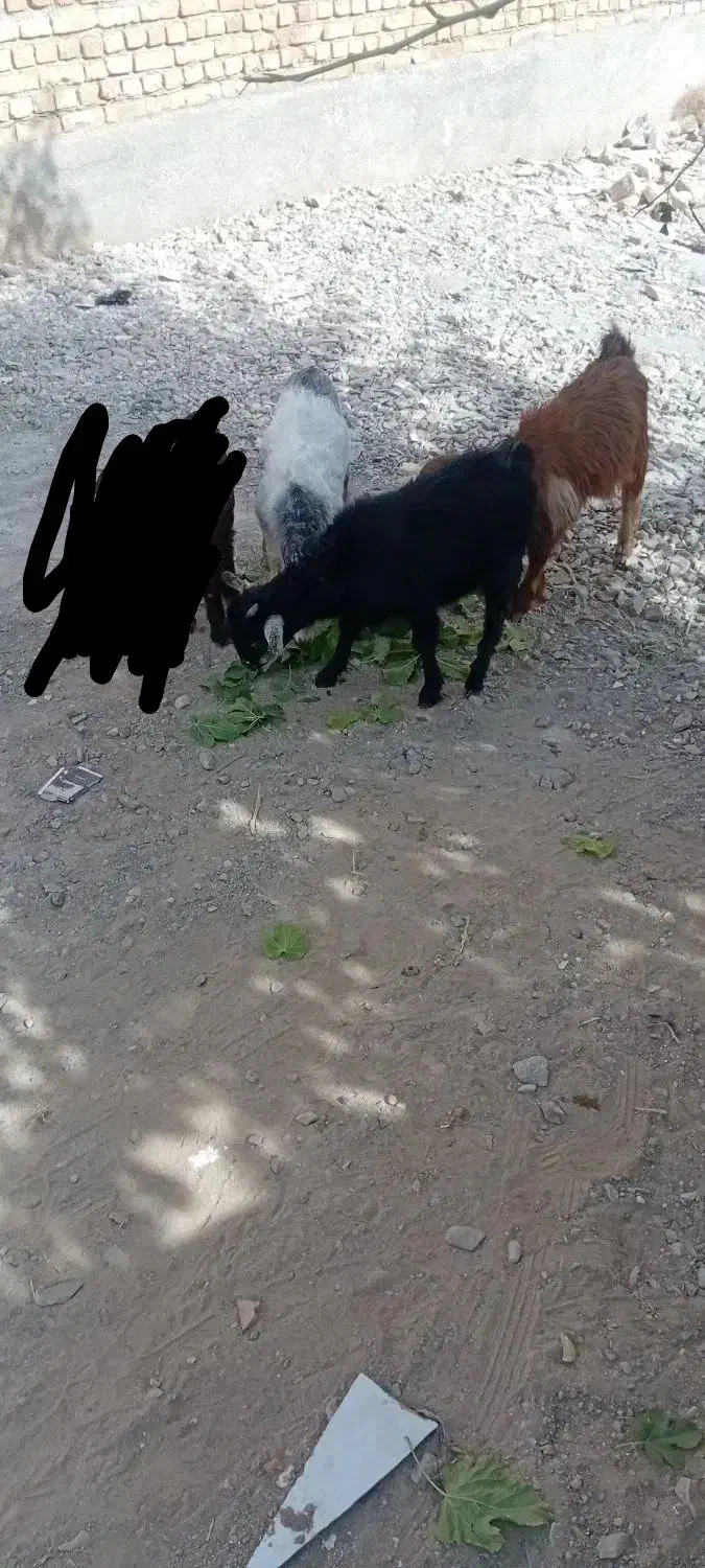 3عدد بزغاله ماده|حیوانات مزرعه|تربتحیدریه, بالا ولایت|دیوار