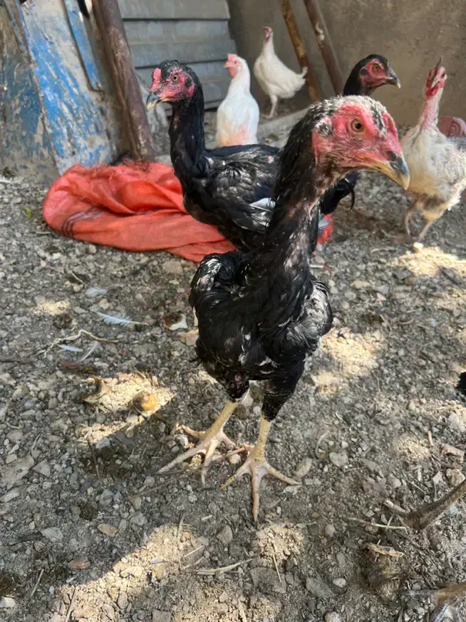 خروس مرغ لاری افغان پاکستانی|حیوانات مزرعه|تفرش, |دیوار