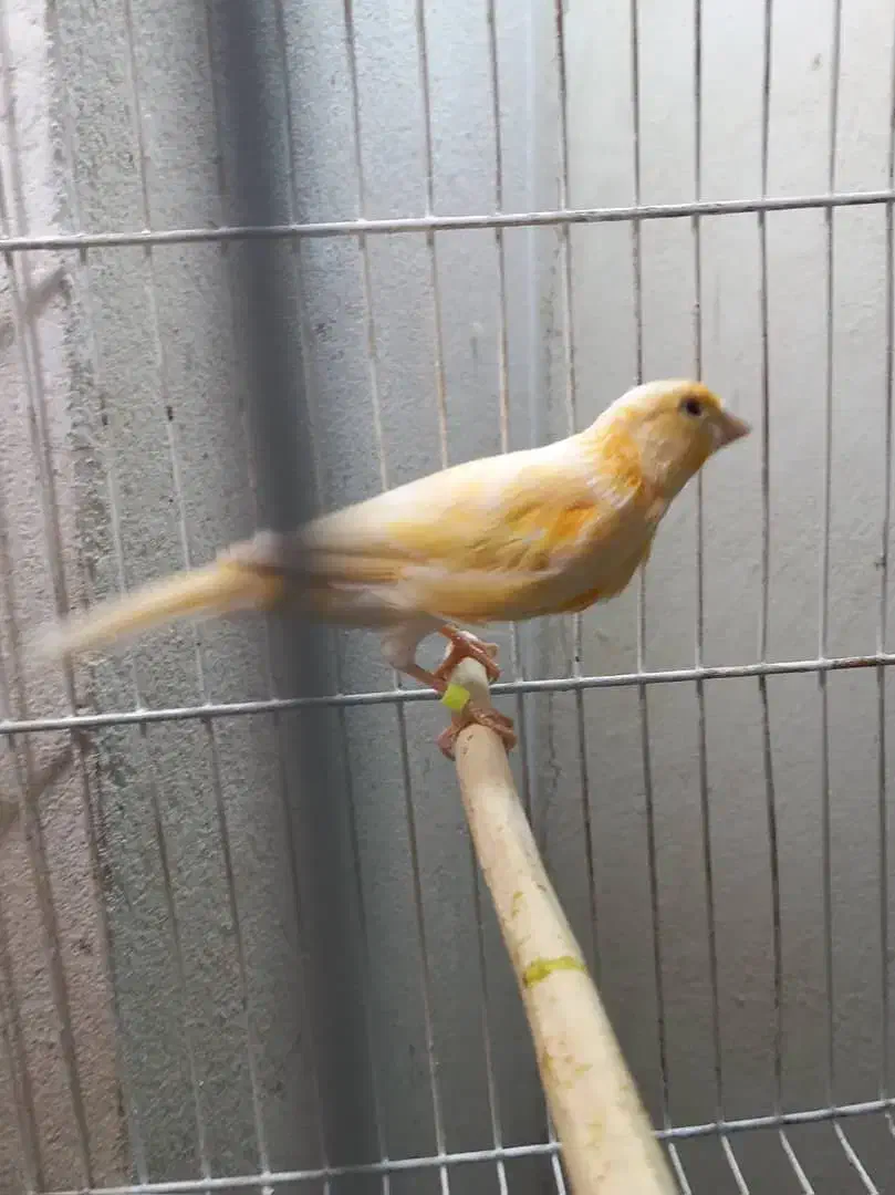 مادهآمادهوسروحال|پرنده|فومن, |دیوار