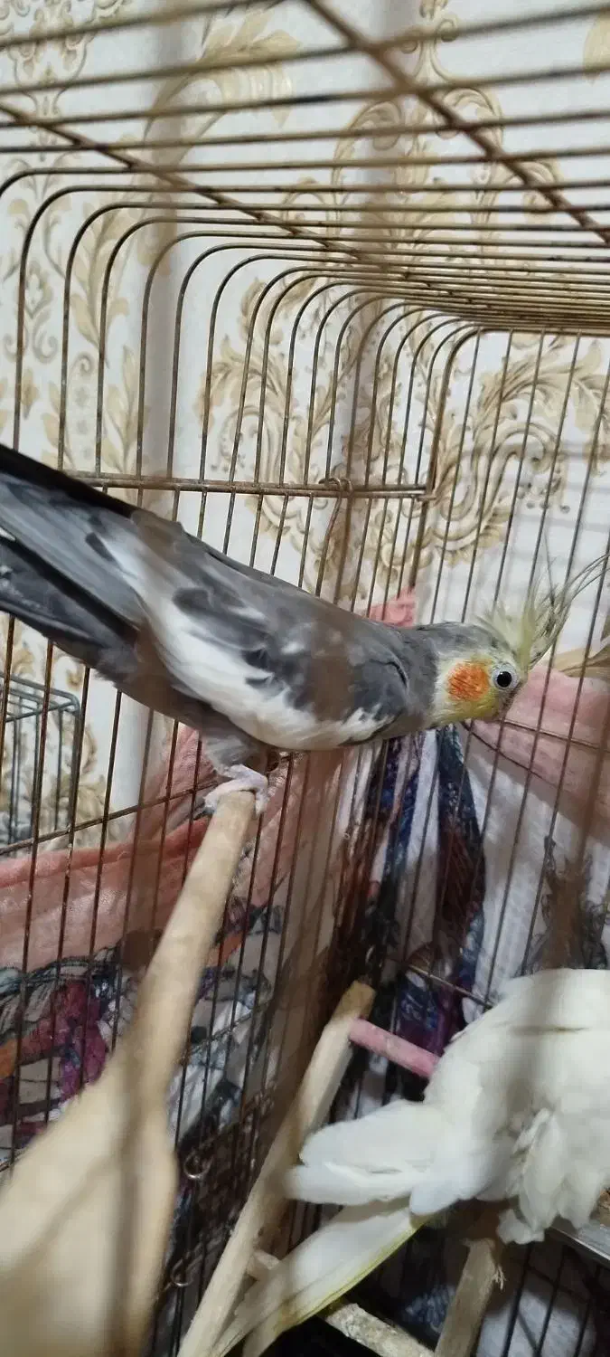 پرنده|پرنده|مشکیندشت, |دیوار