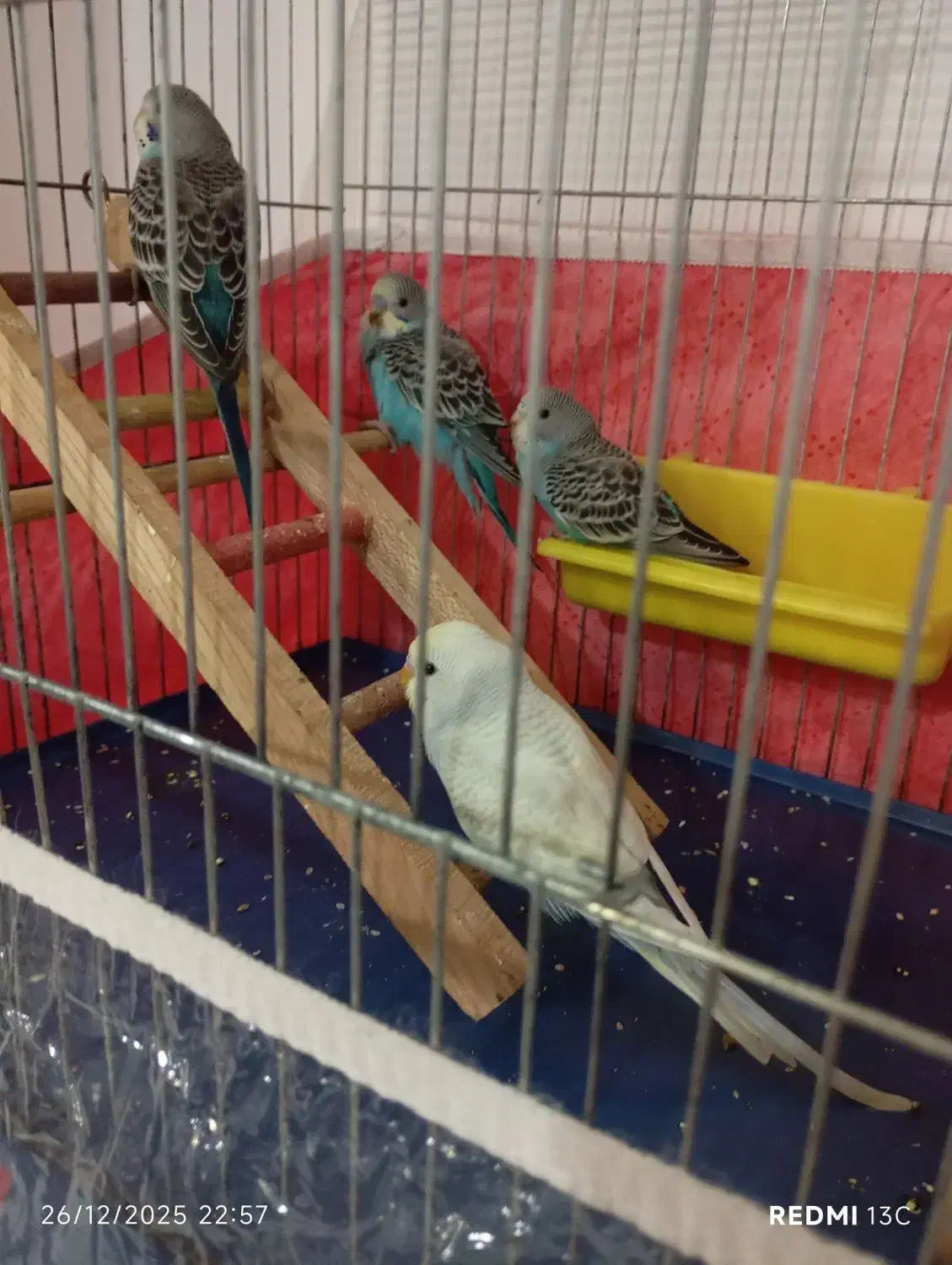 مرغ عشق|پرنده|نقده, |دیوار