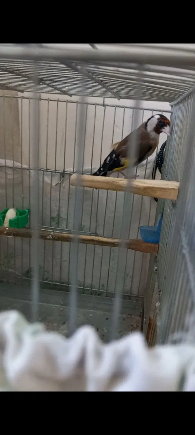سهره|پرنده|تهران, جوادیه|دیوار