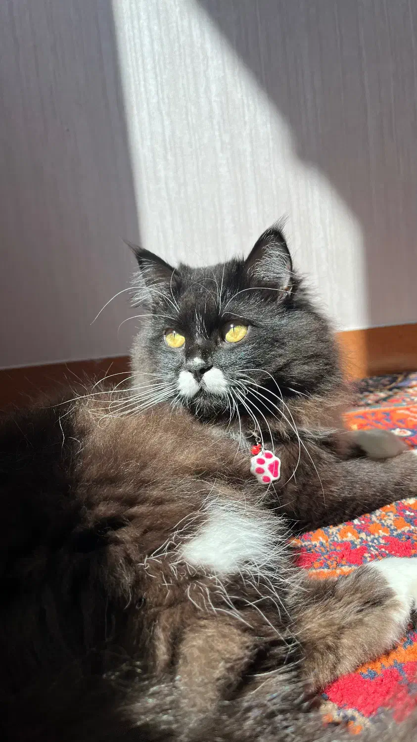 گربه پرشین نر|گربه|بابل, |دیوار