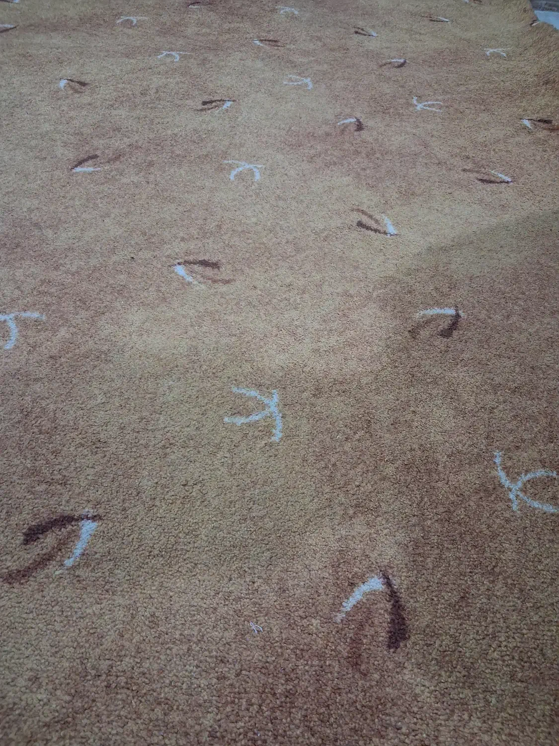 پالاز موکت|موکت|صومعه‌سرا, |دیوار