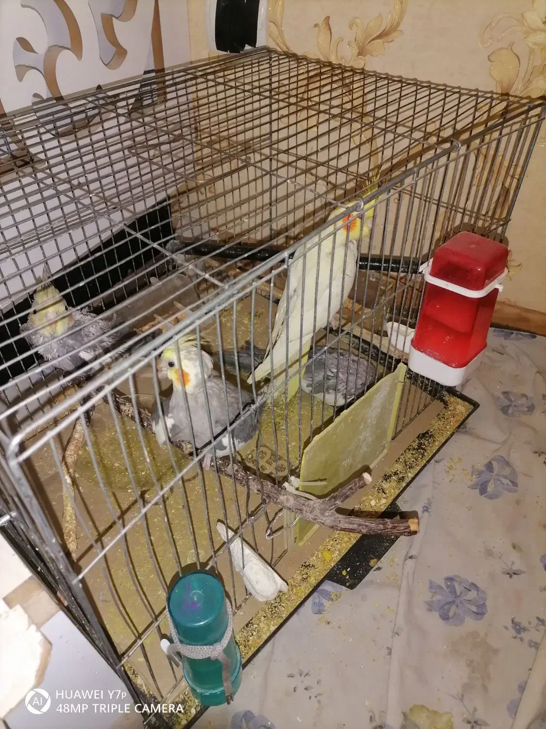 6 عدد عروس هلندی نر و ماده اهلی 4 تا جوجه و تخم ها|پرنده|سهند, |دیوار