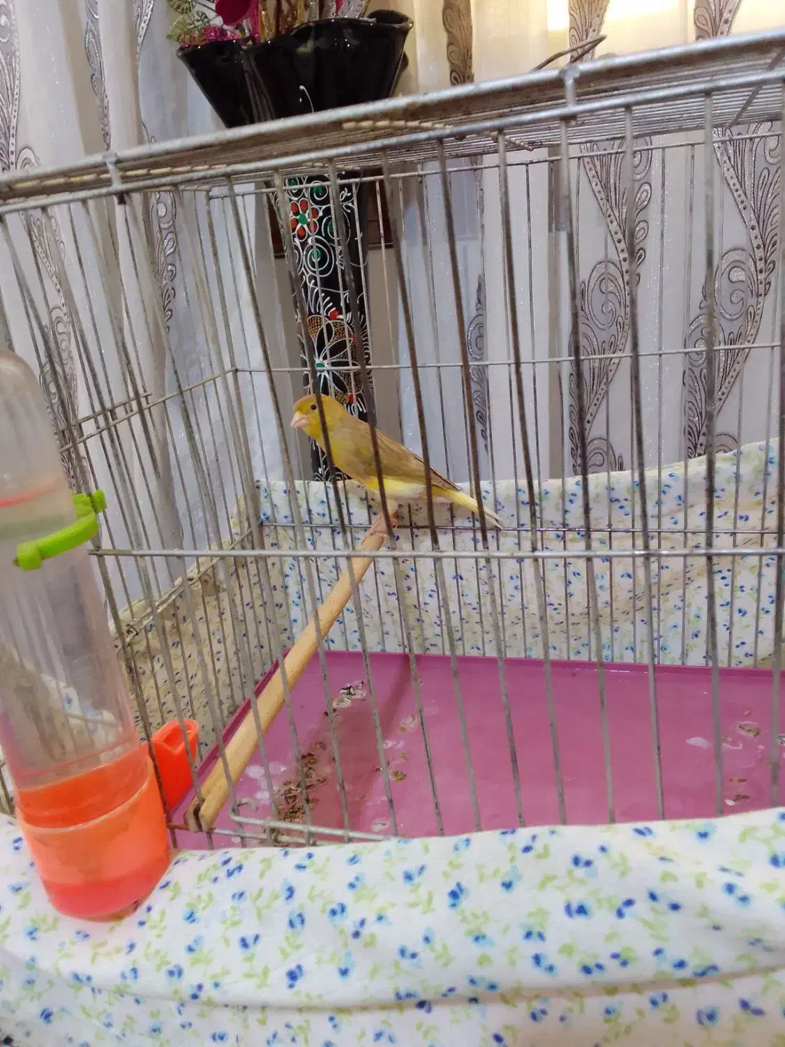 قناری نرجوان|پرنده|نهاوند, |دیوار