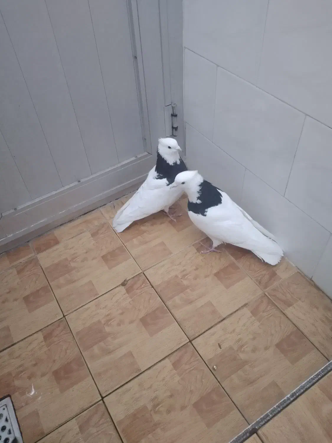 قیمت دونه ۴۰۰|پرنده|مبارکه, |دیوار