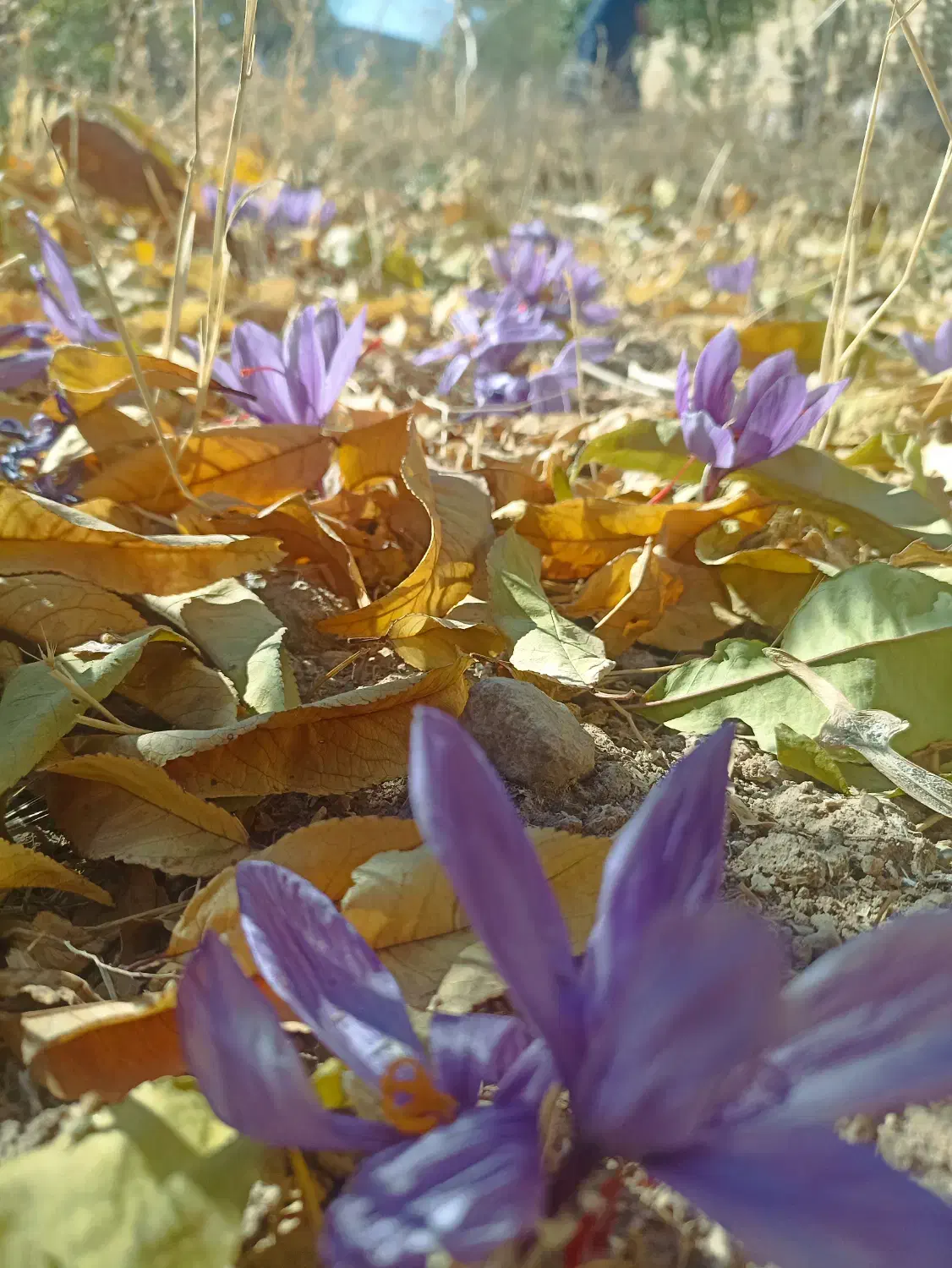 باغچه و تفرجگاه ویلایی|فروش خانه و ویلا|آبگرم, |دیوار