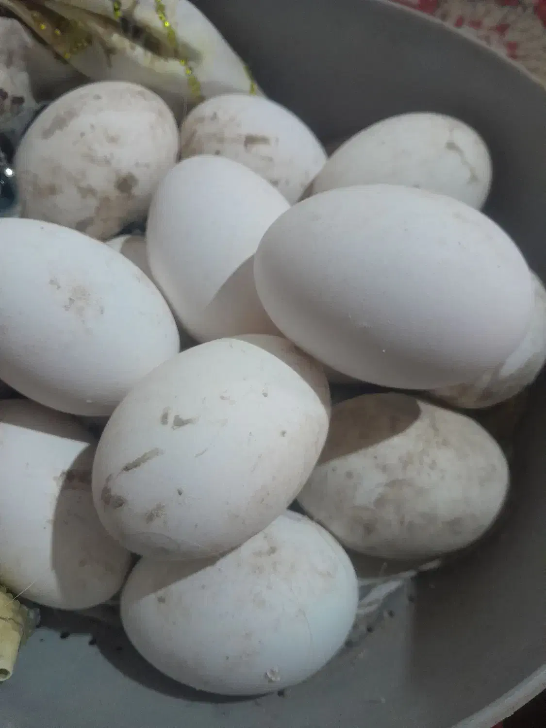 تخم غاز|حیوانات مزرعه|زابل, |دیوار