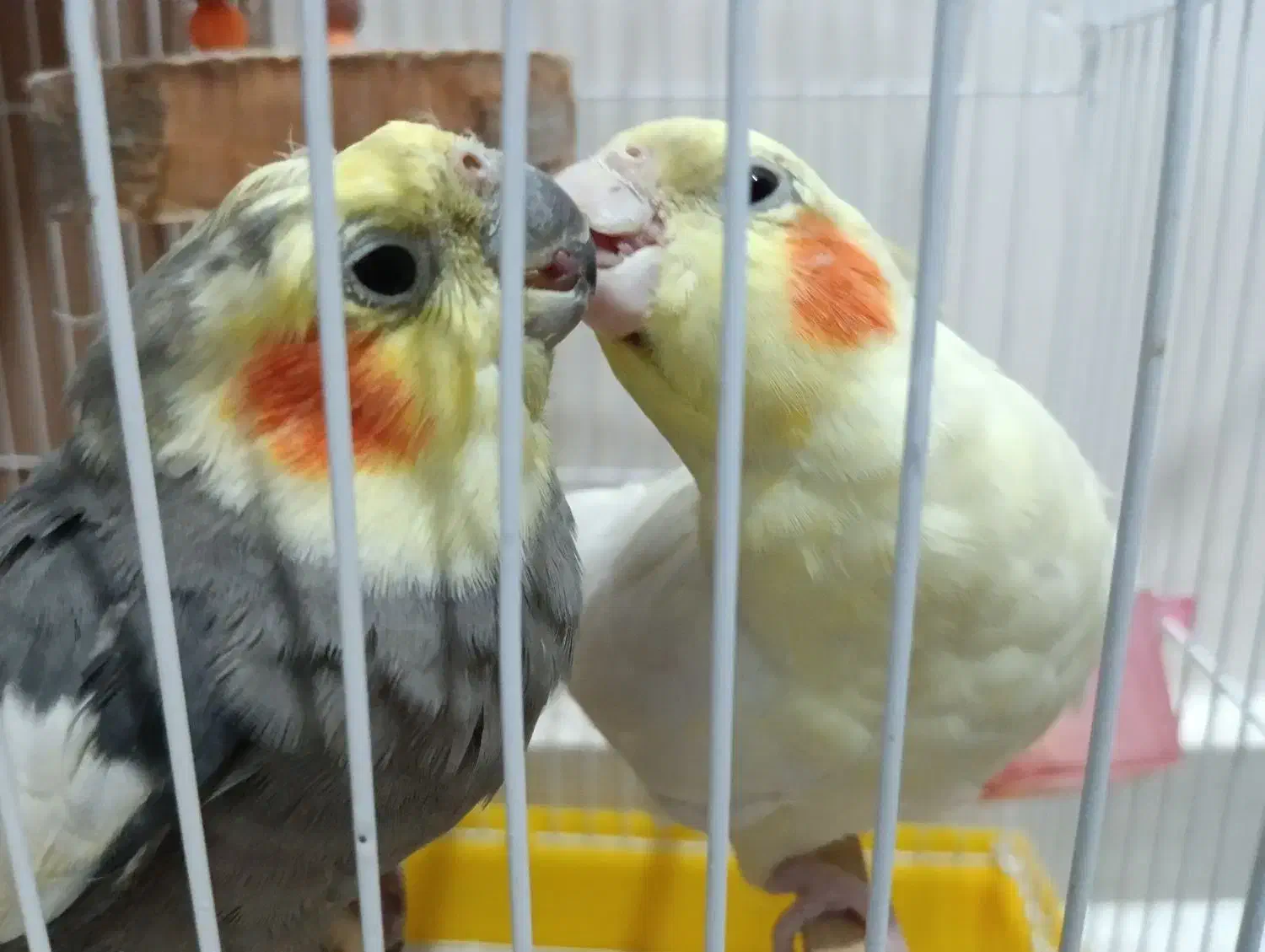 یک جفت عروس هلندی لوتینو و خاکستری|پرنده|مراغه, |دیوار