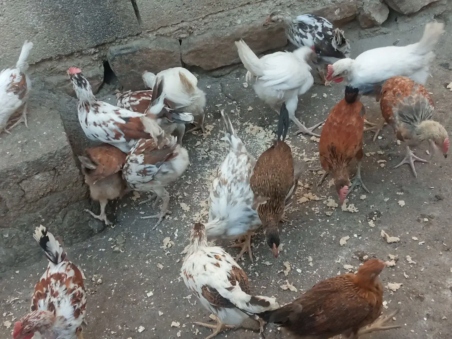 تیله محلی لنده|حیوانات مزرعه|لنده, |دیوار