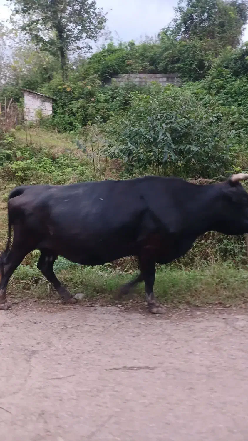 فروش گاو دورگه اصیل|حیوانات مزرعه|توتکابن, |دیوار