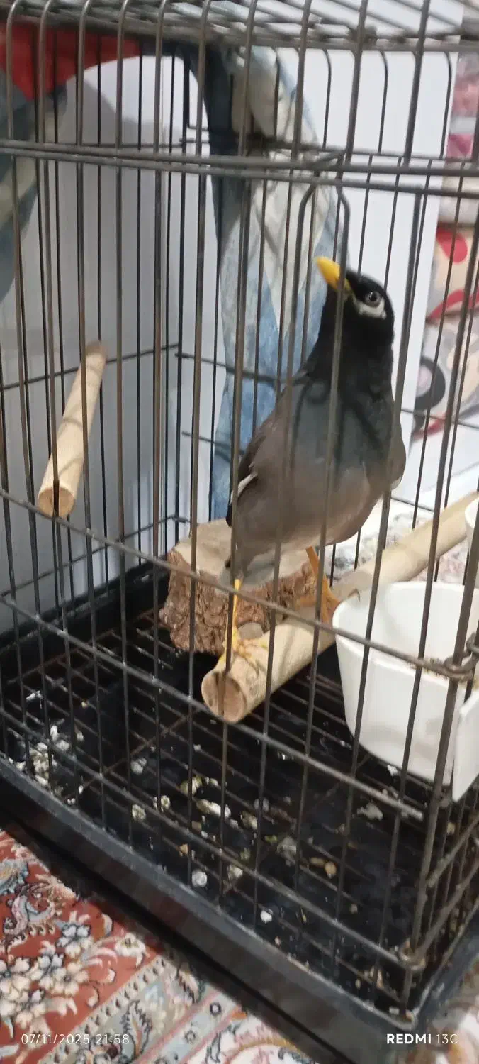 مرغ‌‌مینا‌۵سالش‌سخنگو‌اوازخون‌تقلید‌۲۰‌نوع‌اهنگ‌|پرنده|تهران, استقلال|دیوار