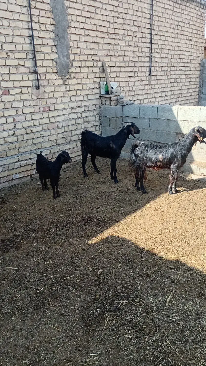 بزه کهردار|حیوانات مزرعه|ارسنجان, |دیوار