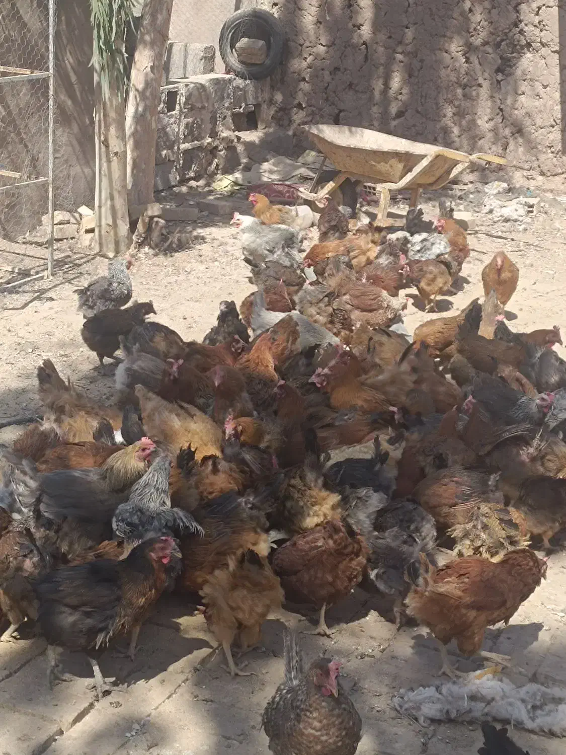 فروش50عدد مرغ تخم گذار محلی|حیوانات مزرعه|رفسنجان, |دیوار
