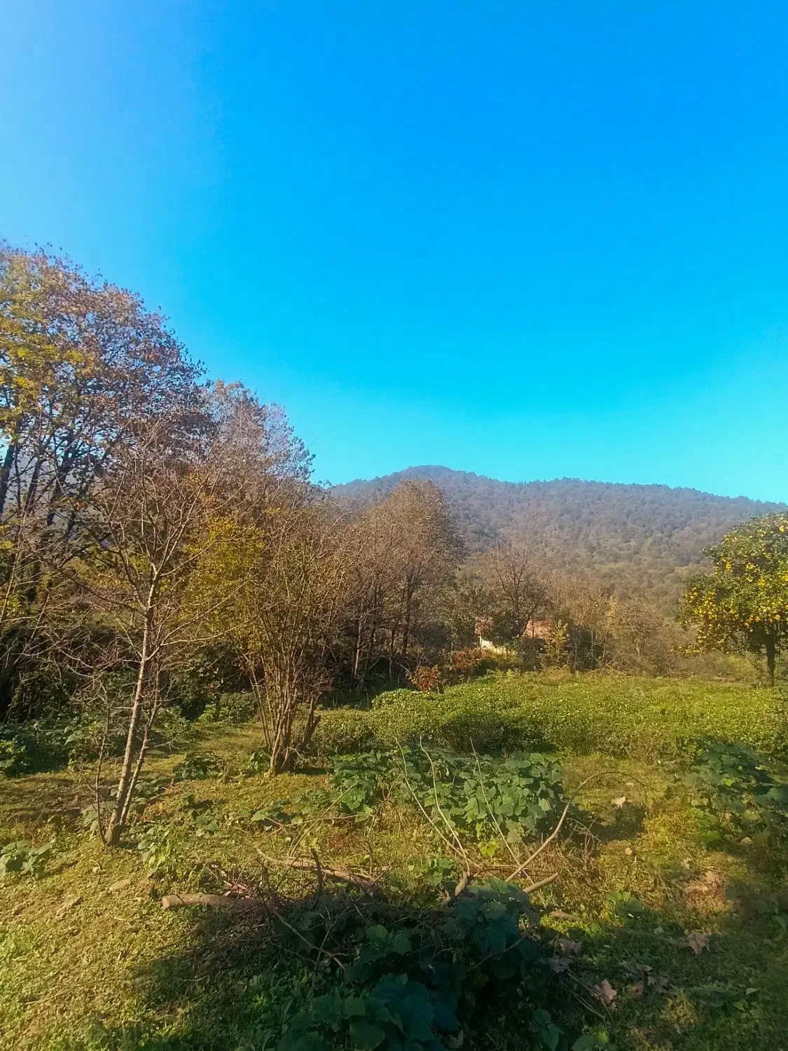 546متری کوهستانی سیاهمزگی شفت|فروش زمین و ملک کلنگی|احمدسرگوراب, |دیوار