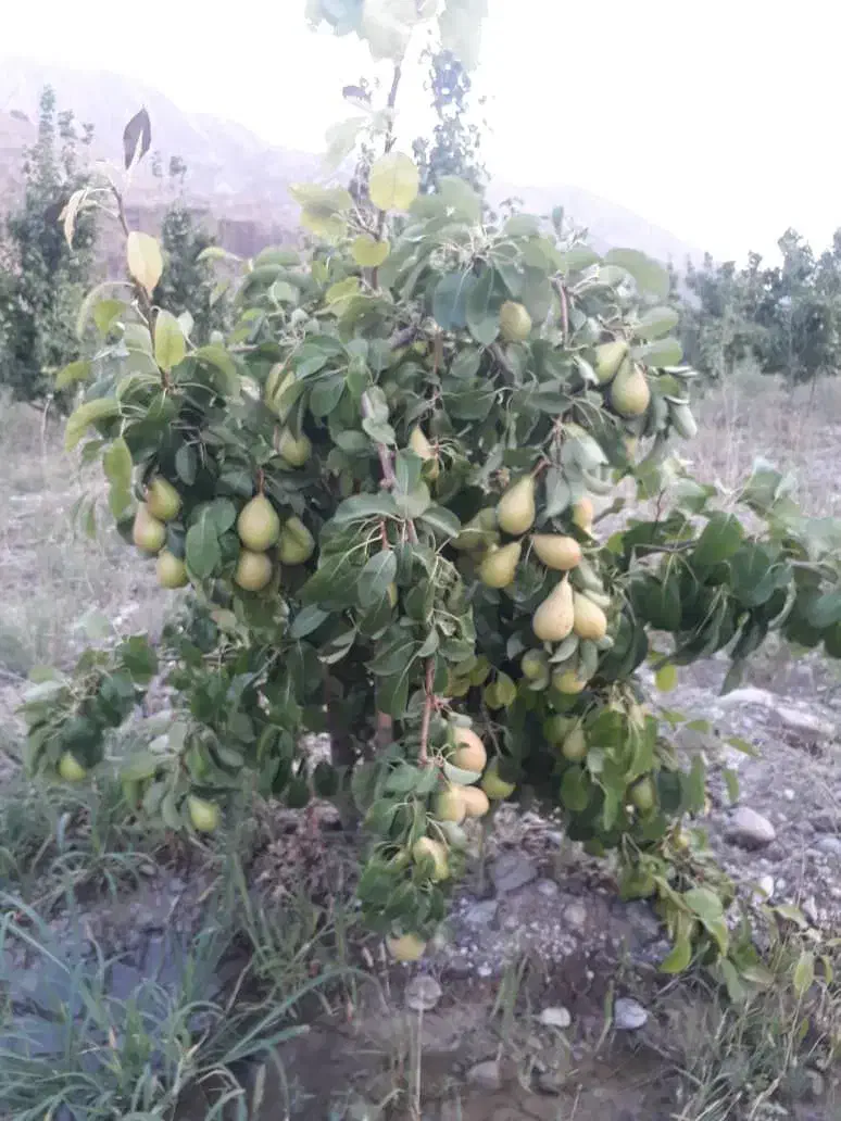 نهالستان پالیز دارای مجوز جهاد کشاورزی|خدمات باغبانی و درختکاری|شهرضا, |دیوار