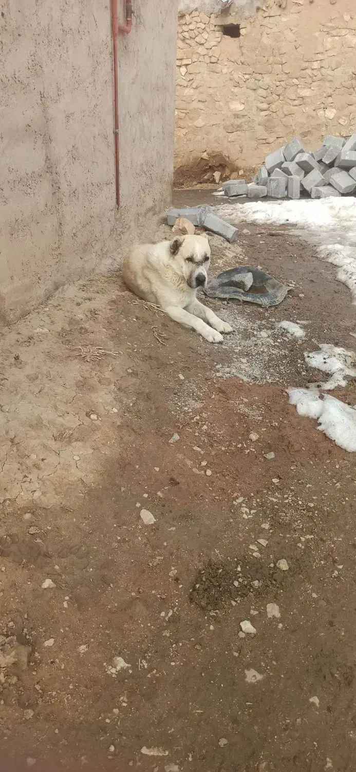 سگ خراسانی|سگ|شیروان (خراسان), |دیوار