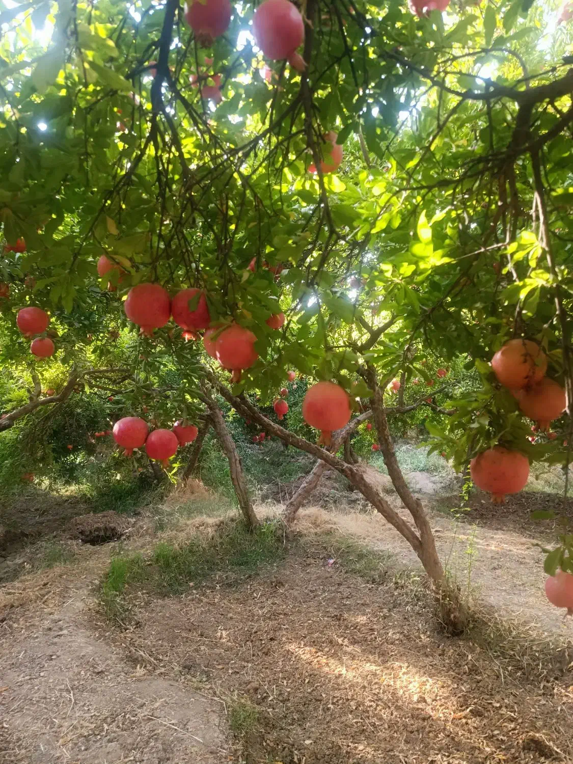 انار کوهنانی|خوردنی و آشامیدنی|کوهنانی, |دیوار