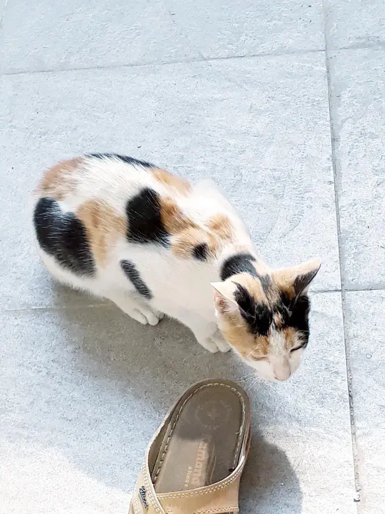 واگذاری گربه اهلی|گربه|بهبهان, |دیوار