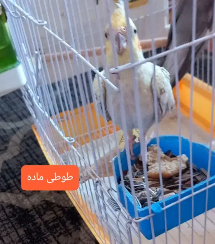 ۳ تا طوطی با قفس|پرنده|آمل, |دیوار