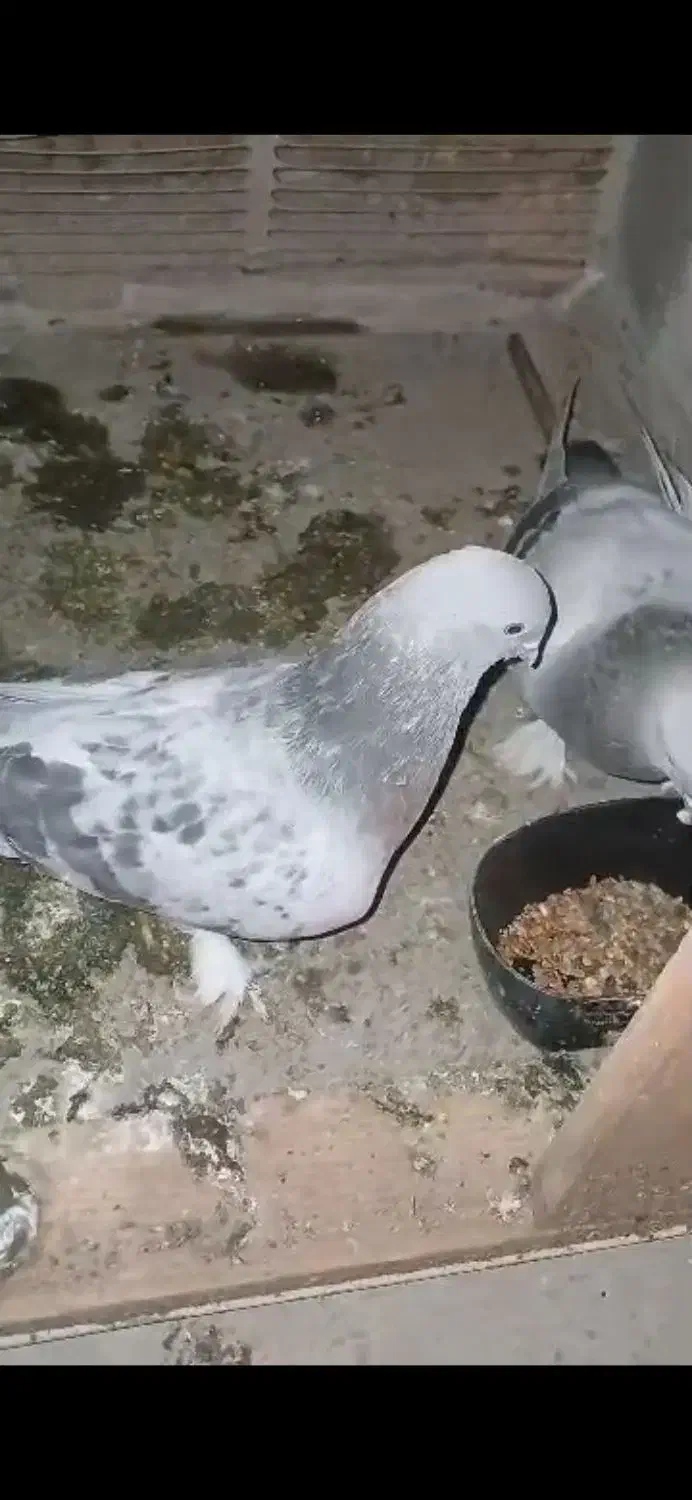 گوگ کاغذی|پرنده|بهبهان, |دیوار