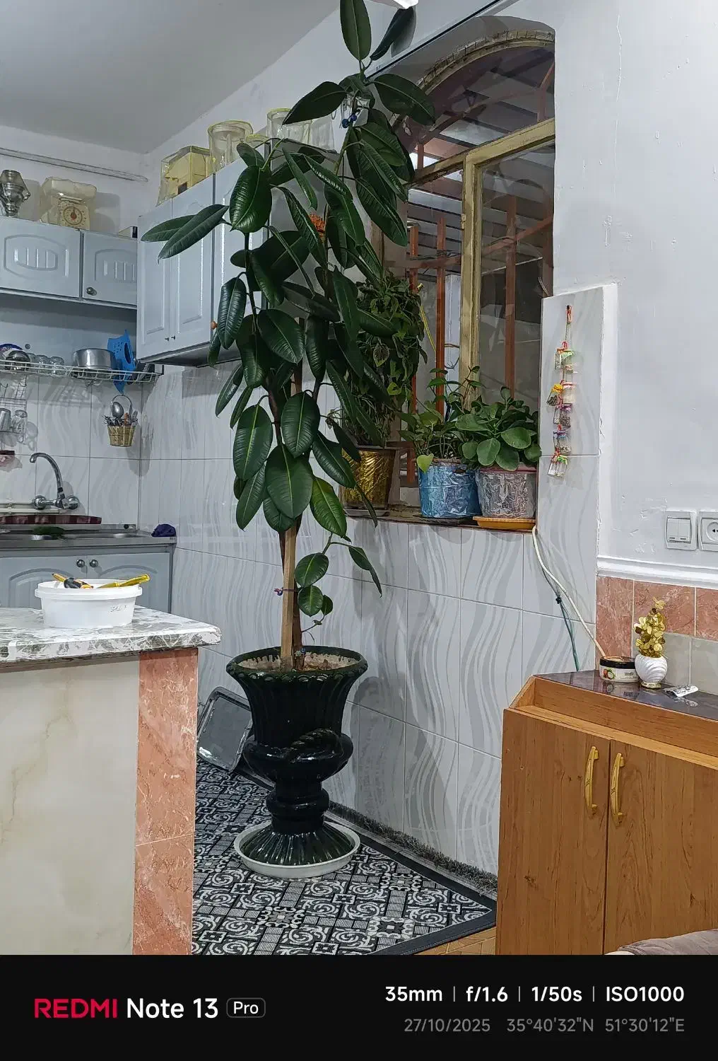 گل تزیینی طبیعی|گل و گیاه طبیعی|اشترینان, |دیوار