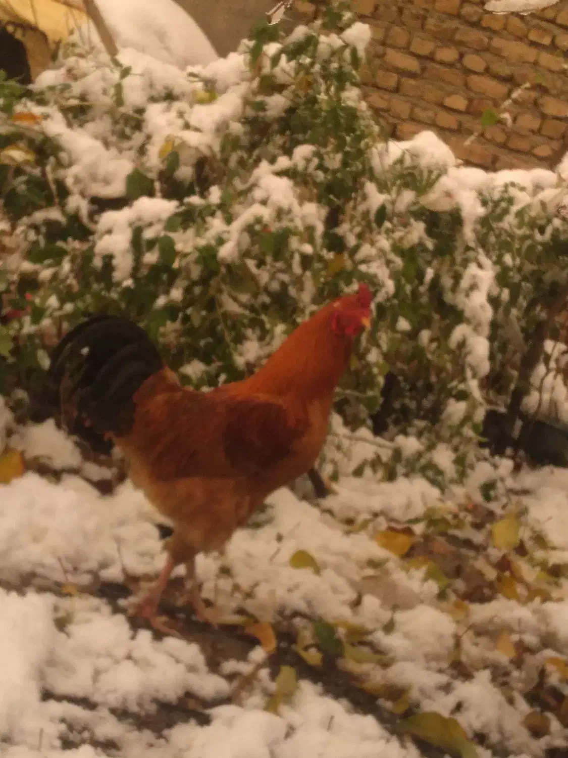 خروس|حیوانات مزرعه|مشهد, میان ولایت|دیوار