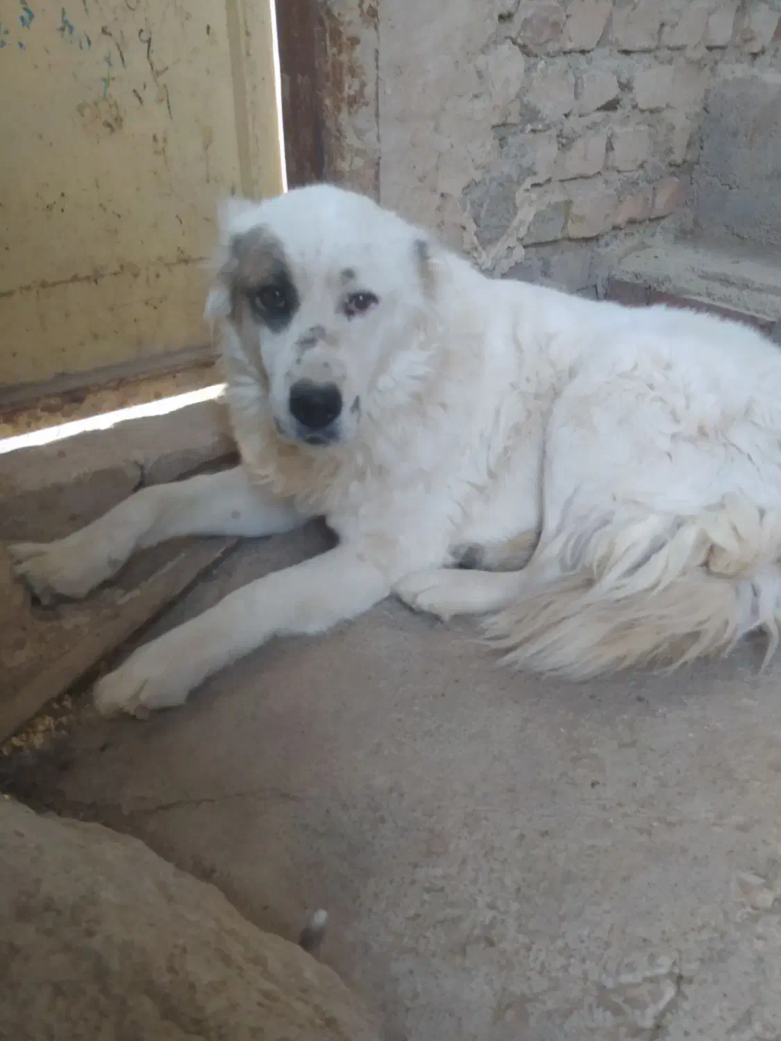 سگ گله و دامداری|سگ|بجنورد, |دیوار