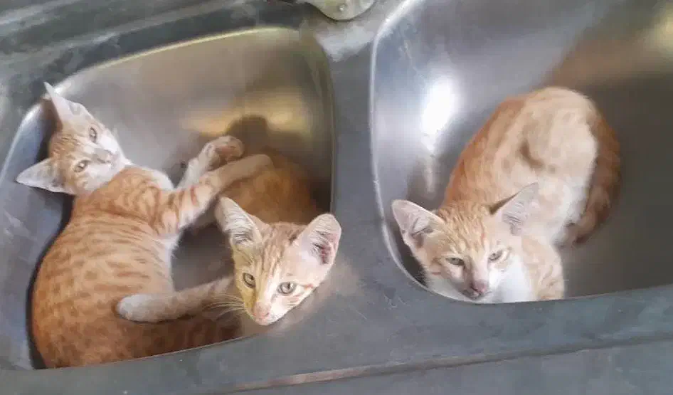 گربه خونگی|گربه|چالوس, |دیوار