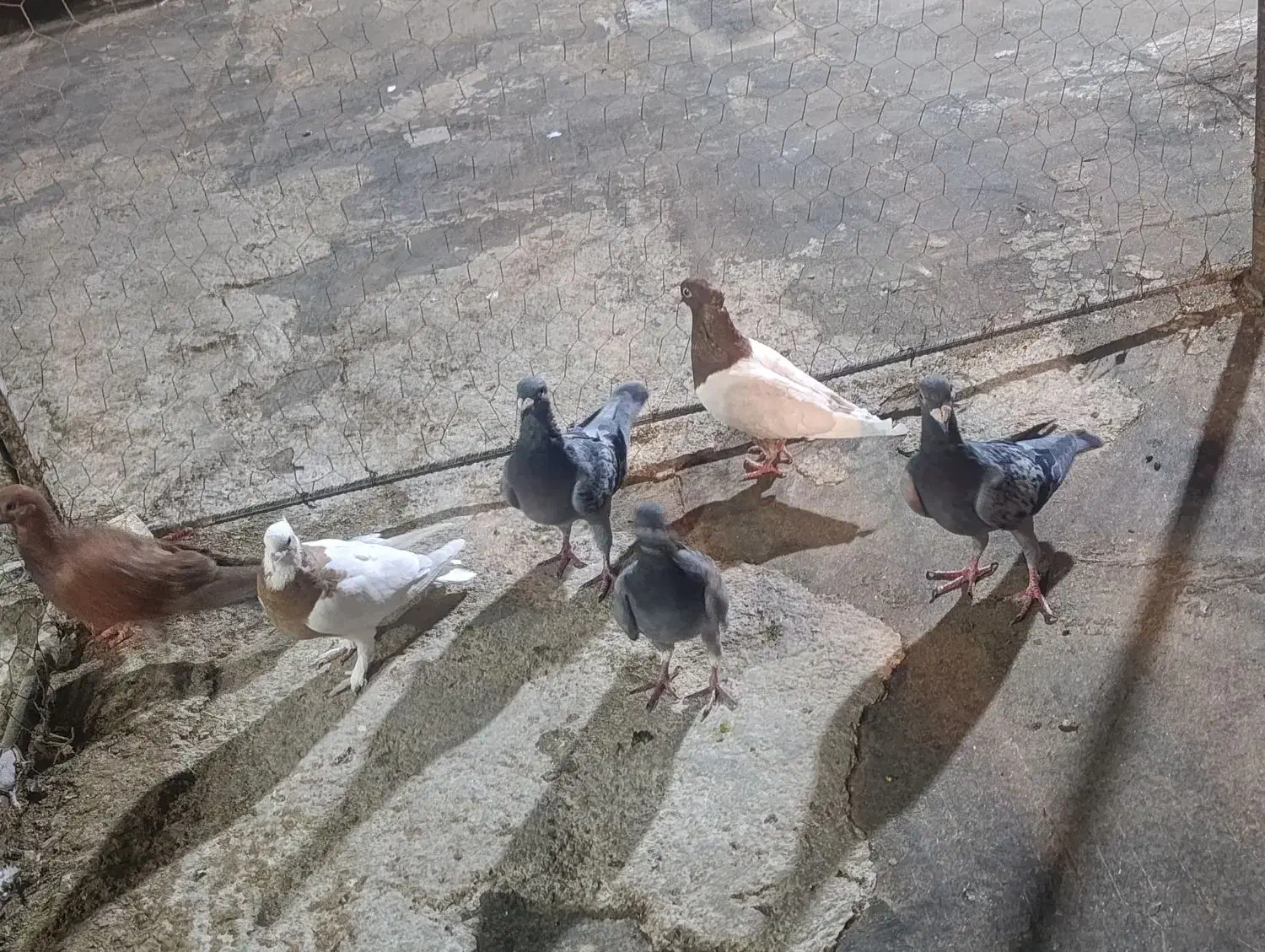 کبوتر|پرنده|شیراز, طلاب|دیوار