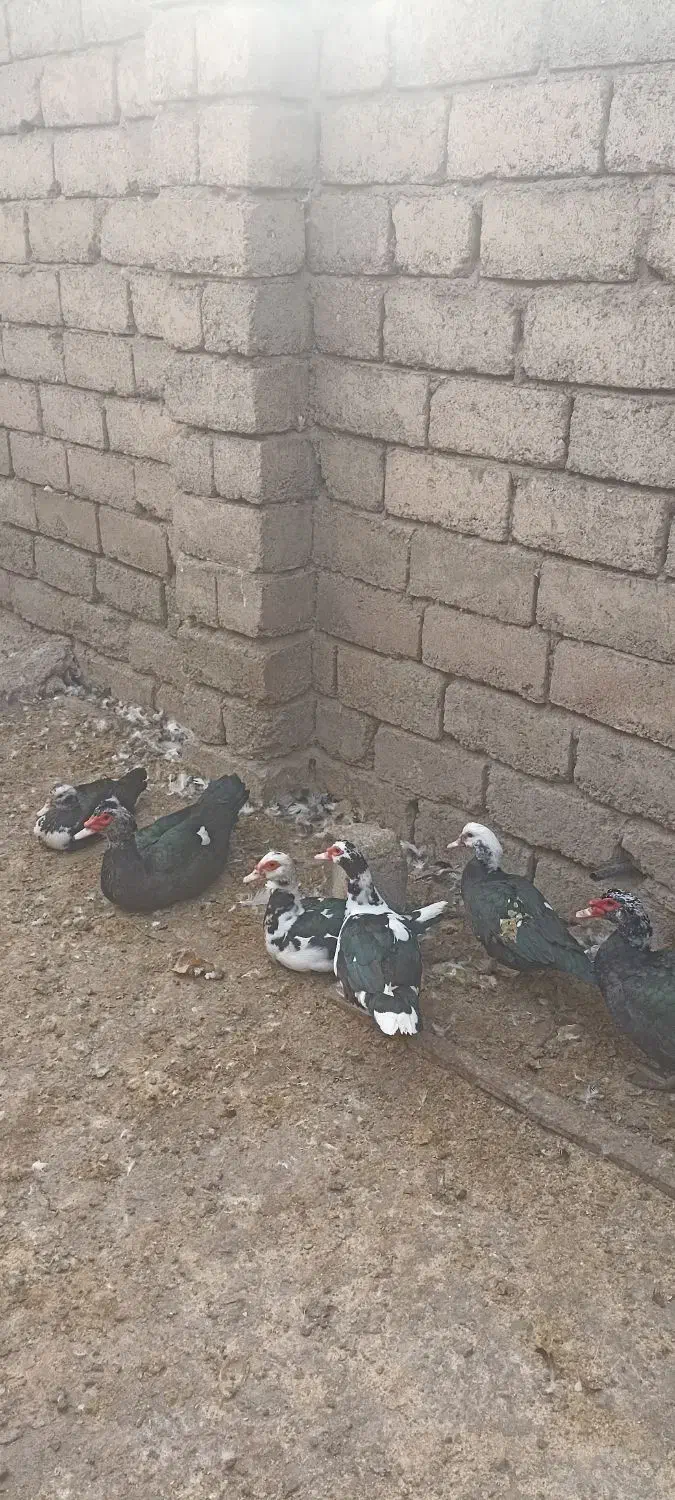 غاز و اردک روسی|حیوانات مزرعه|خوی, |دیوار