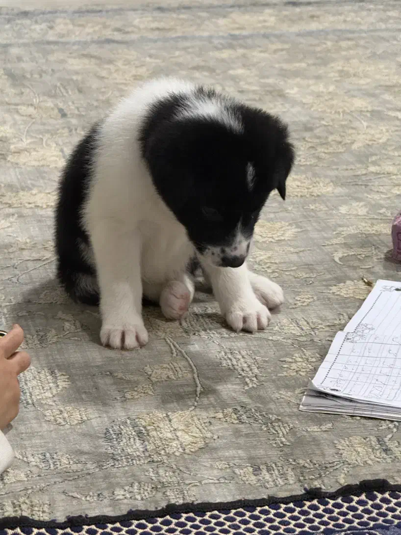 گمشده|حیوانات|مشهد, شترک|دیوار