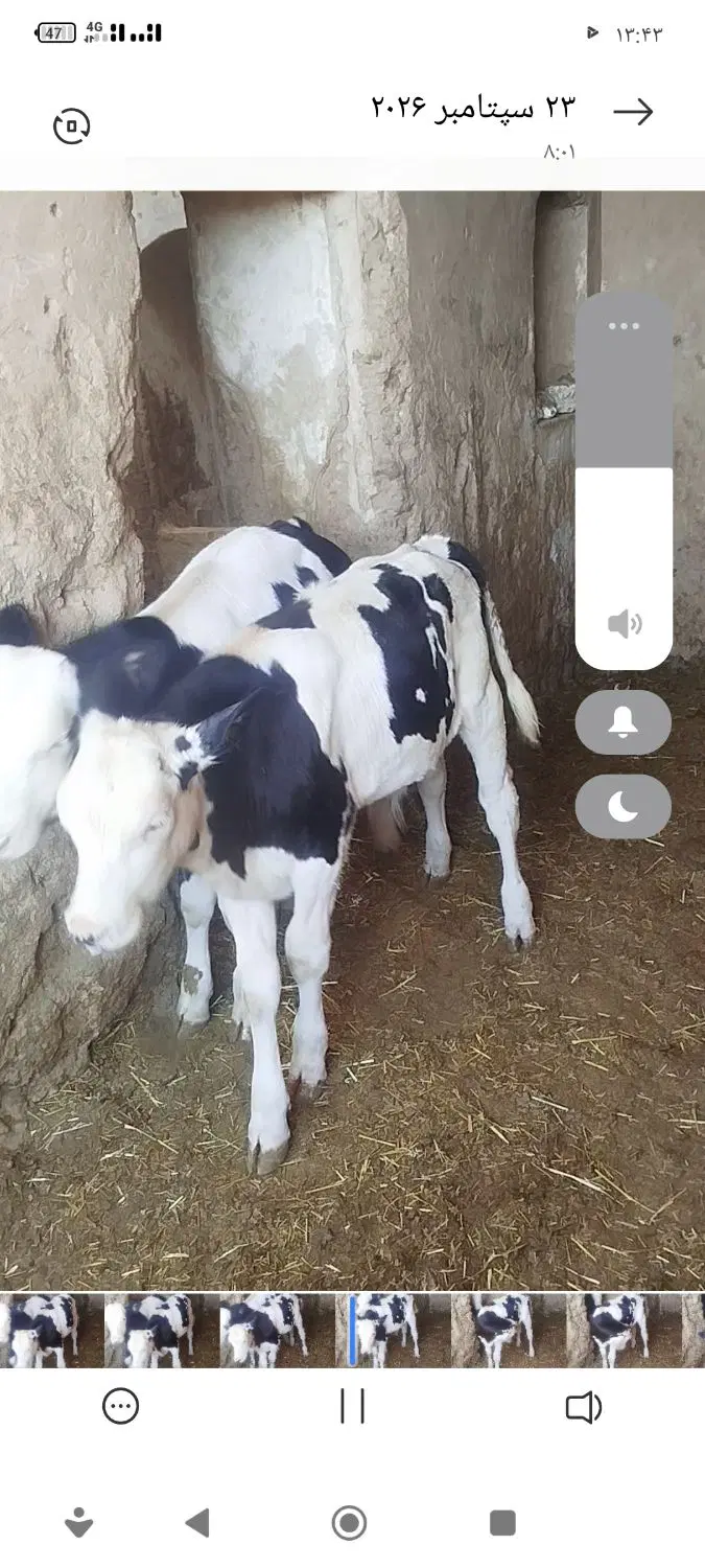 گاو|حیوانات مزرعه|سده (خراسان جنوبی), |دیوار