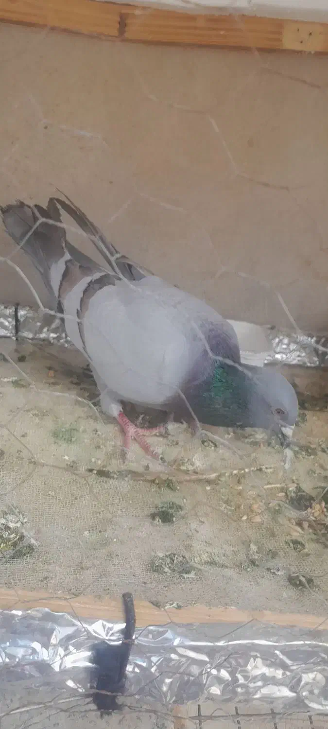 این کبوتر گم شده مژدگانی|حیوانات|خرم‌آباد, |دیوار