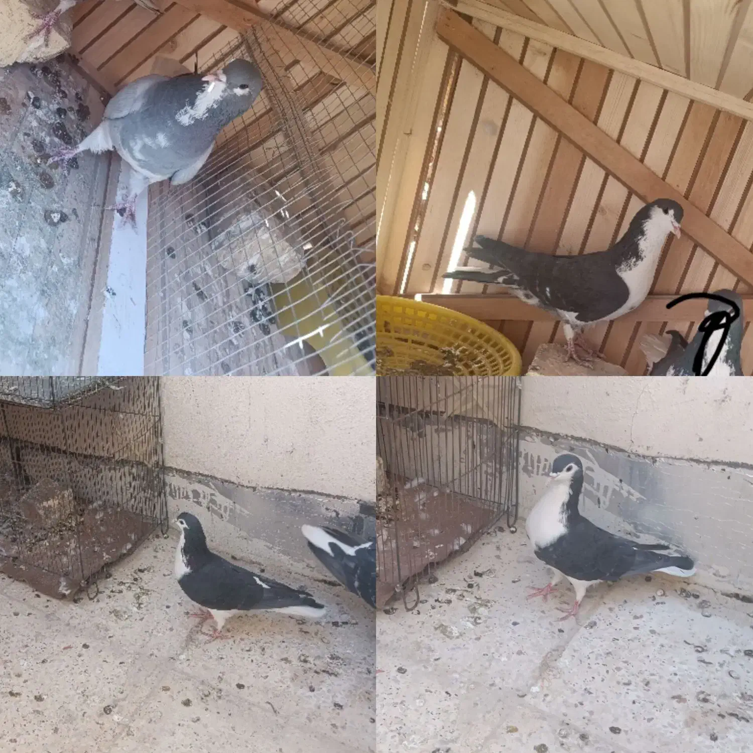 ماده دمگیر گمشده در قهجاورستان|پرنده|اصفهان, قهجاورستان|دیوار