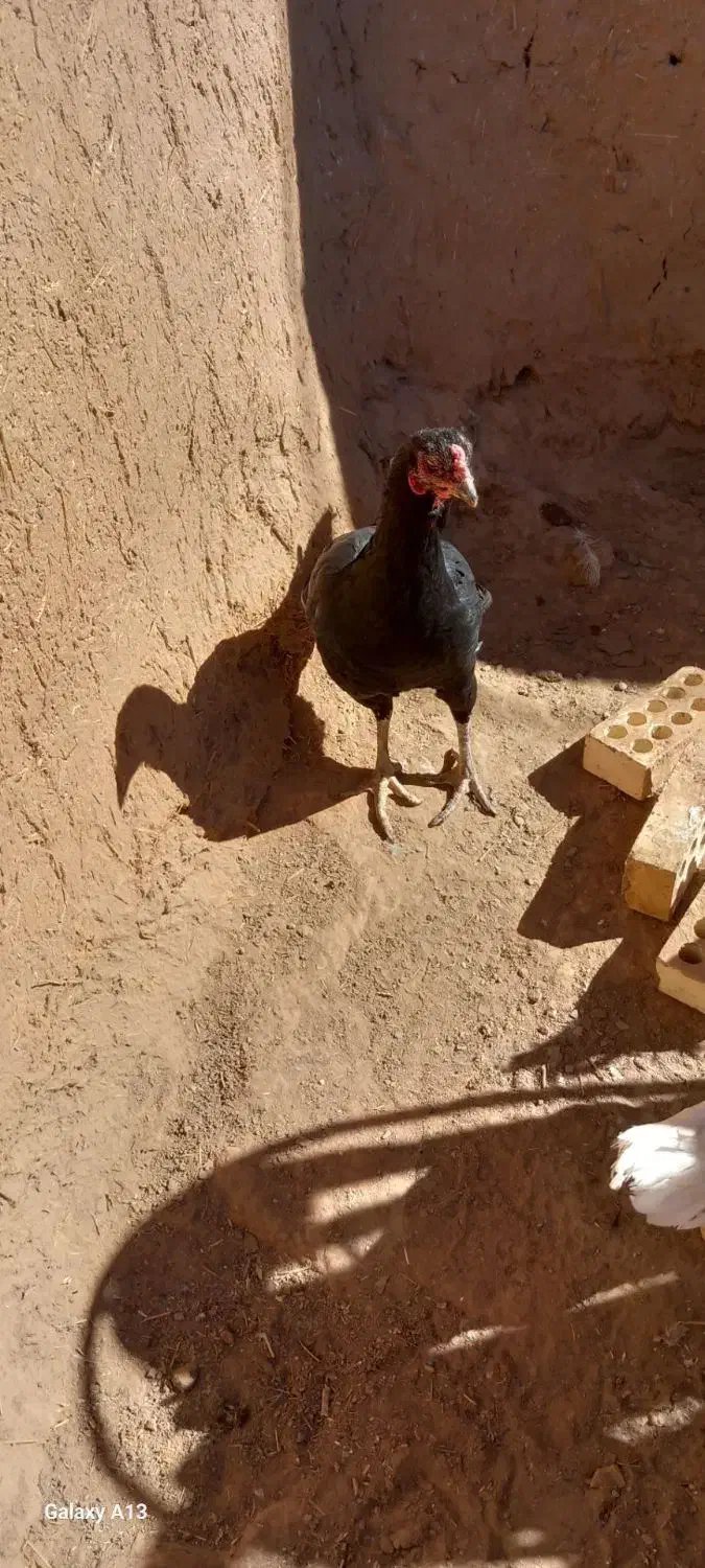 اردک اسراییلی|حیوانات مزرعه|تربت جام, جامرود|دیوار