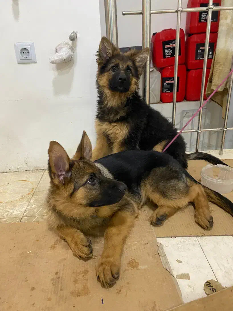 توله ژرمن شپرد شولاین حرفه ایی|سگ|شیراز, سجادیه|دیوار