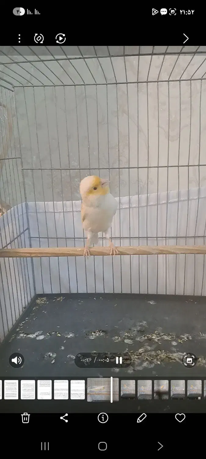 قناری|پرنده|قدس, شهر‌قدس|دیوار