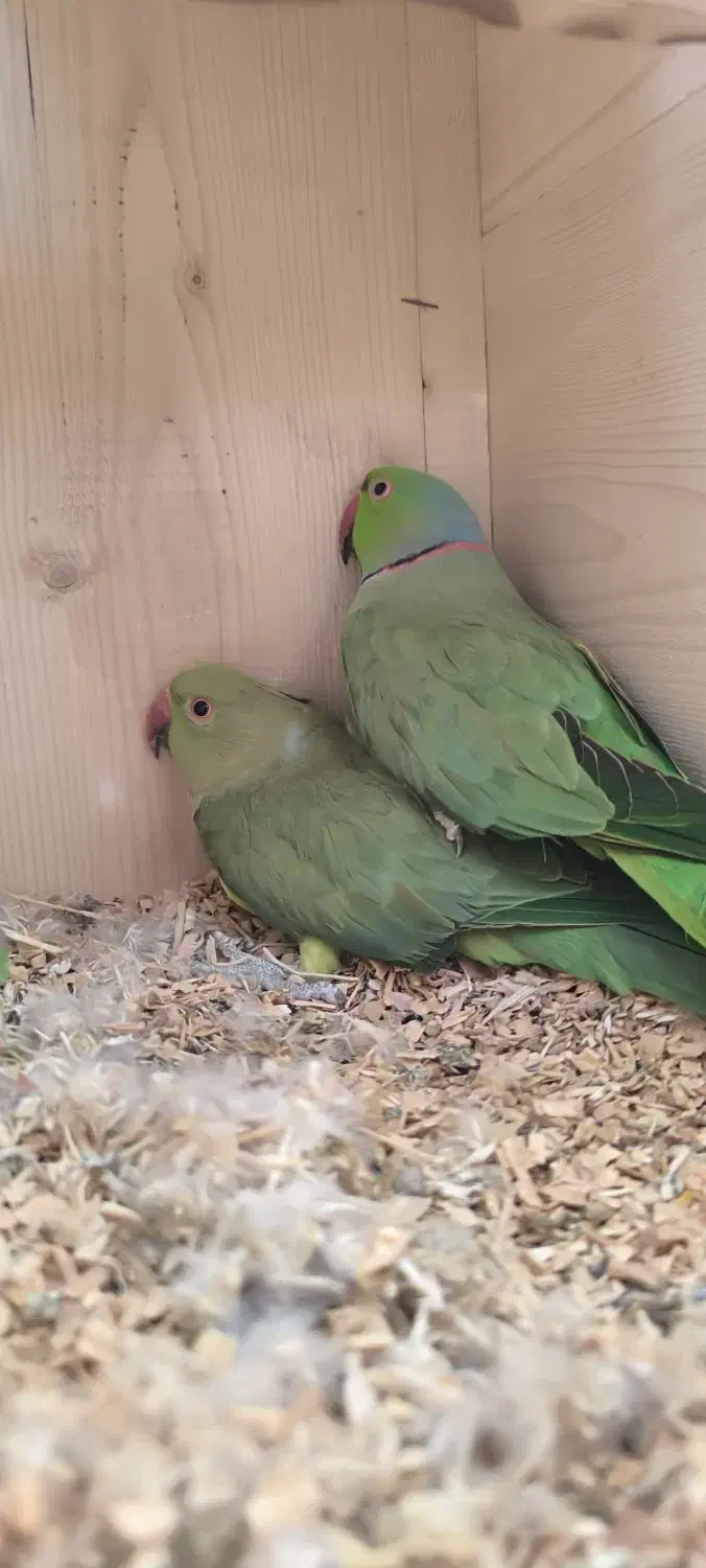 سلام شاه طوطی و ملنگو درجه یک|پرنده|خلیل آباد, |دیوار