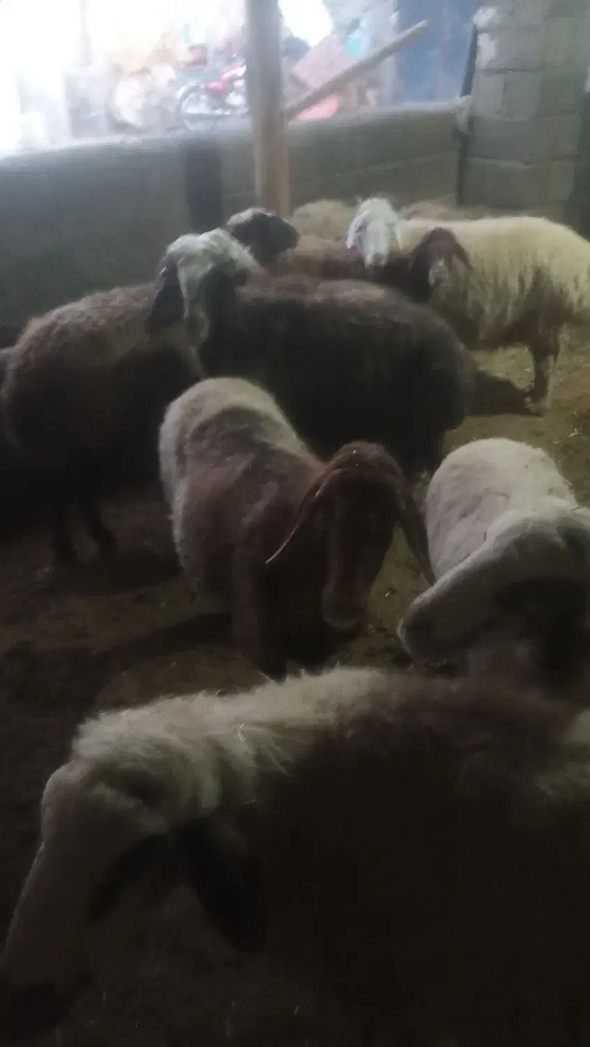 ۱۰عددمیش وبره|حیوانات مزرعه|بیلوار, |دیوار