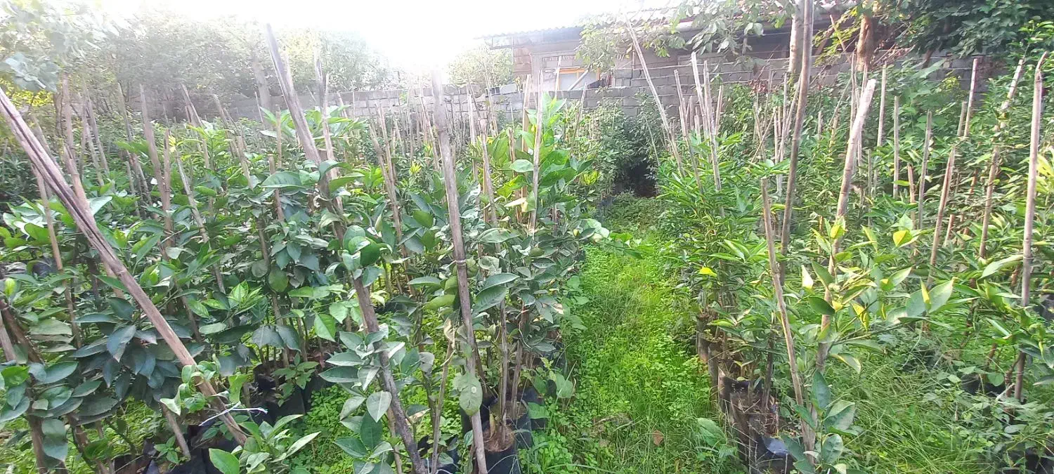 نهال مرکبات تامسون و نارنگی و خونی و...|گل و گیاه طبیعی|مرزیکلا, |دیوار