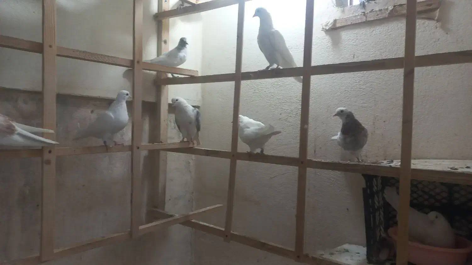 انگلیسی و پتی واله|پرنده|کرج, فاز ۵ مهرشهر|دیوار