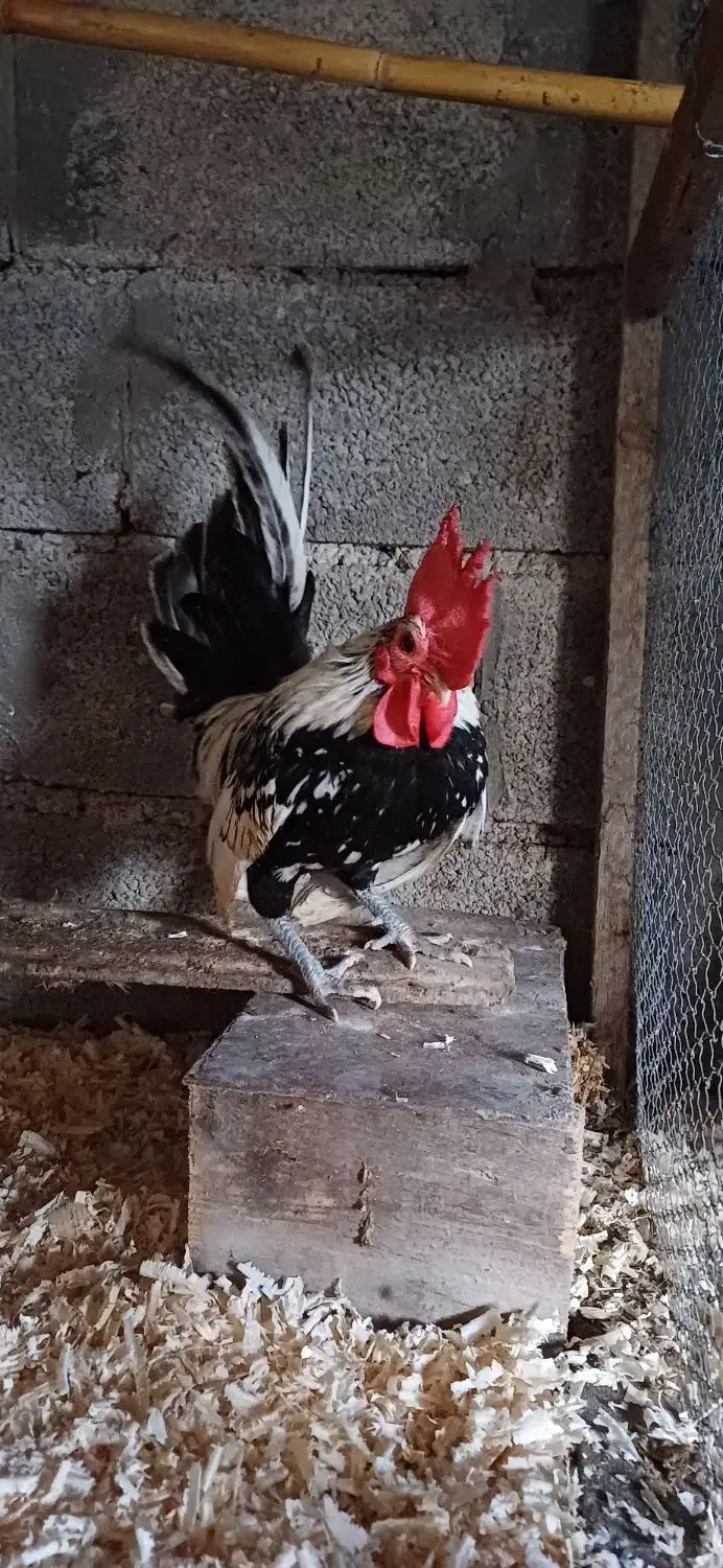 مرغ و خروس جاپنیز|حیوانات مزرعه|رویان, |دیوار