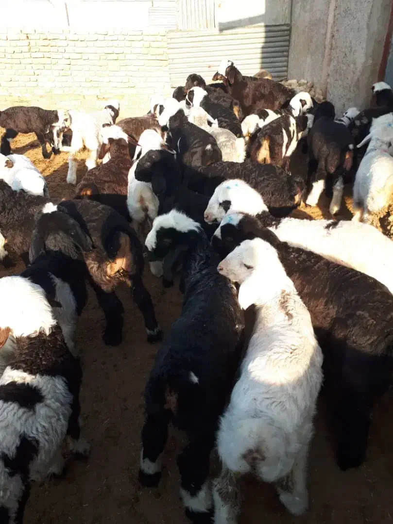 فروش گوسفند|حیوانات مزرعه|مرودشت, رودبال|دیوار