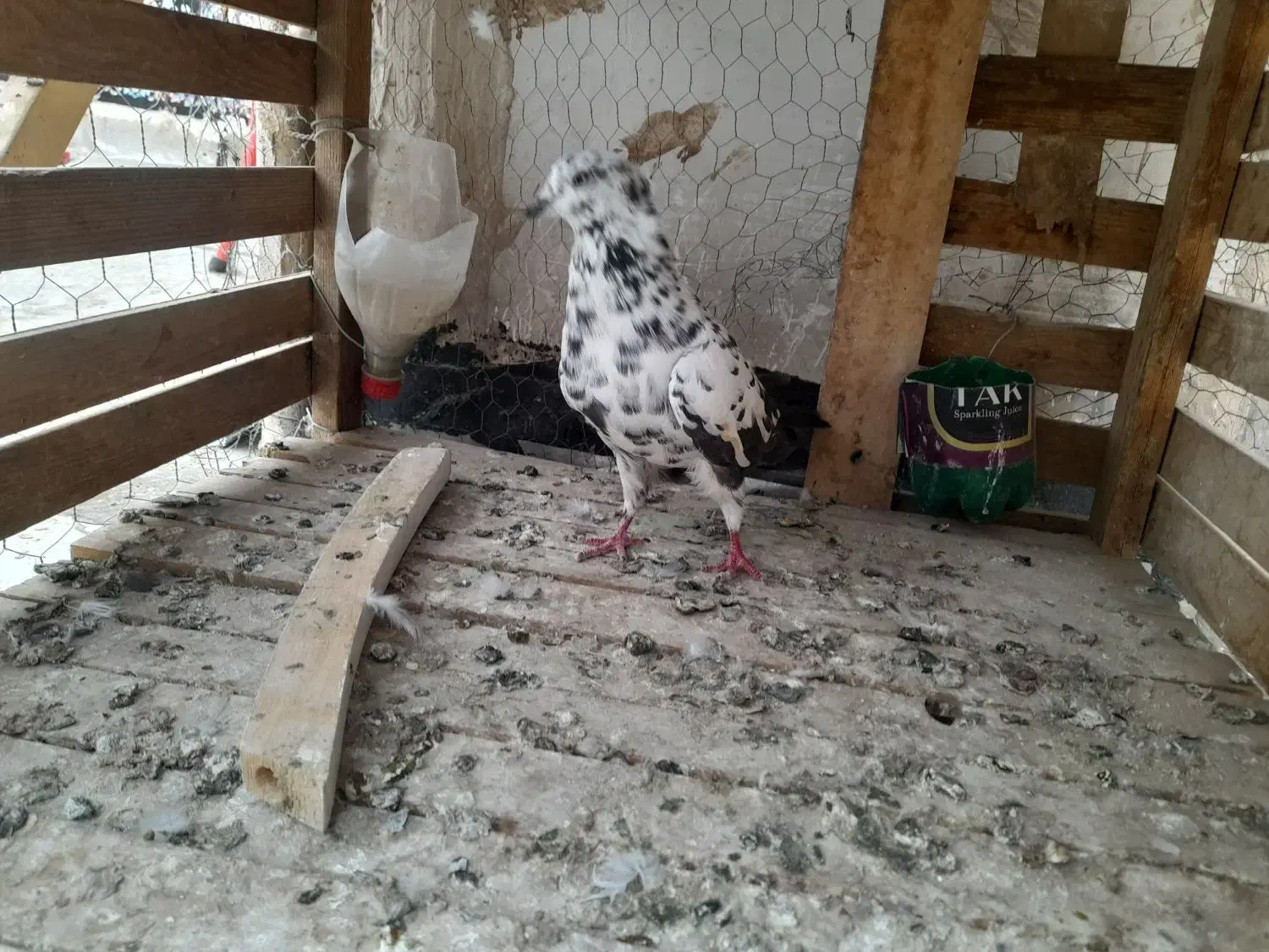 کبوتر سوسکی|پرنده|پاکدشت, پاکدشت (مامازند)|دیوار