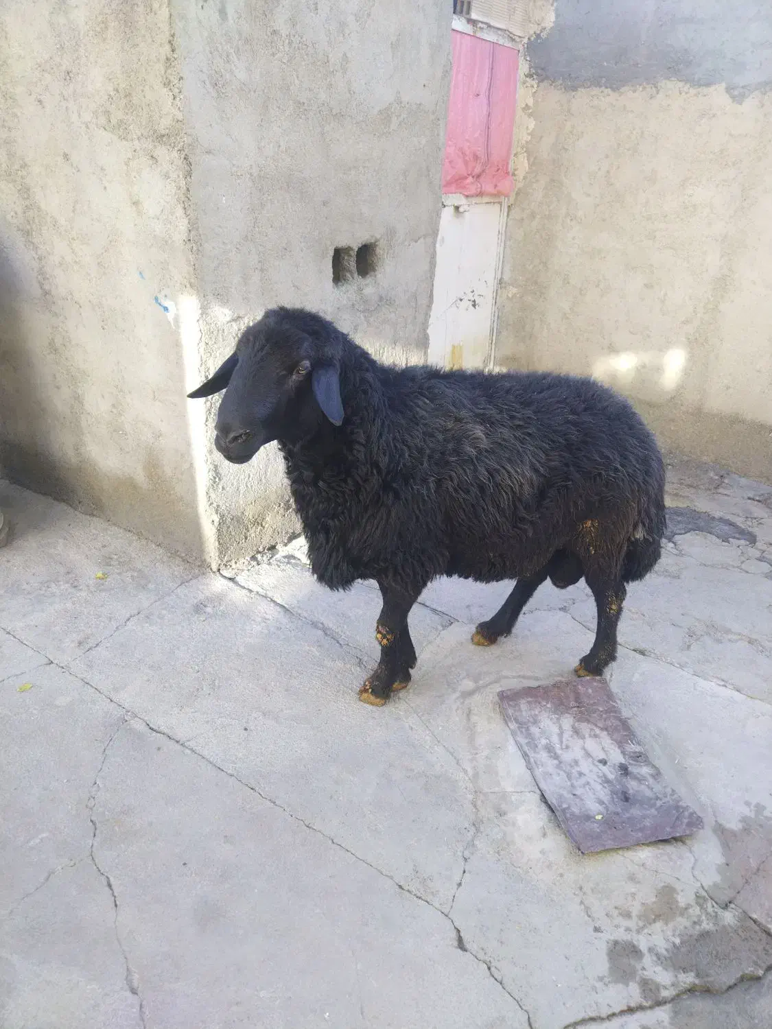 شک افشار|حیوانات مزرعه|بلبان آباد, |دیوار