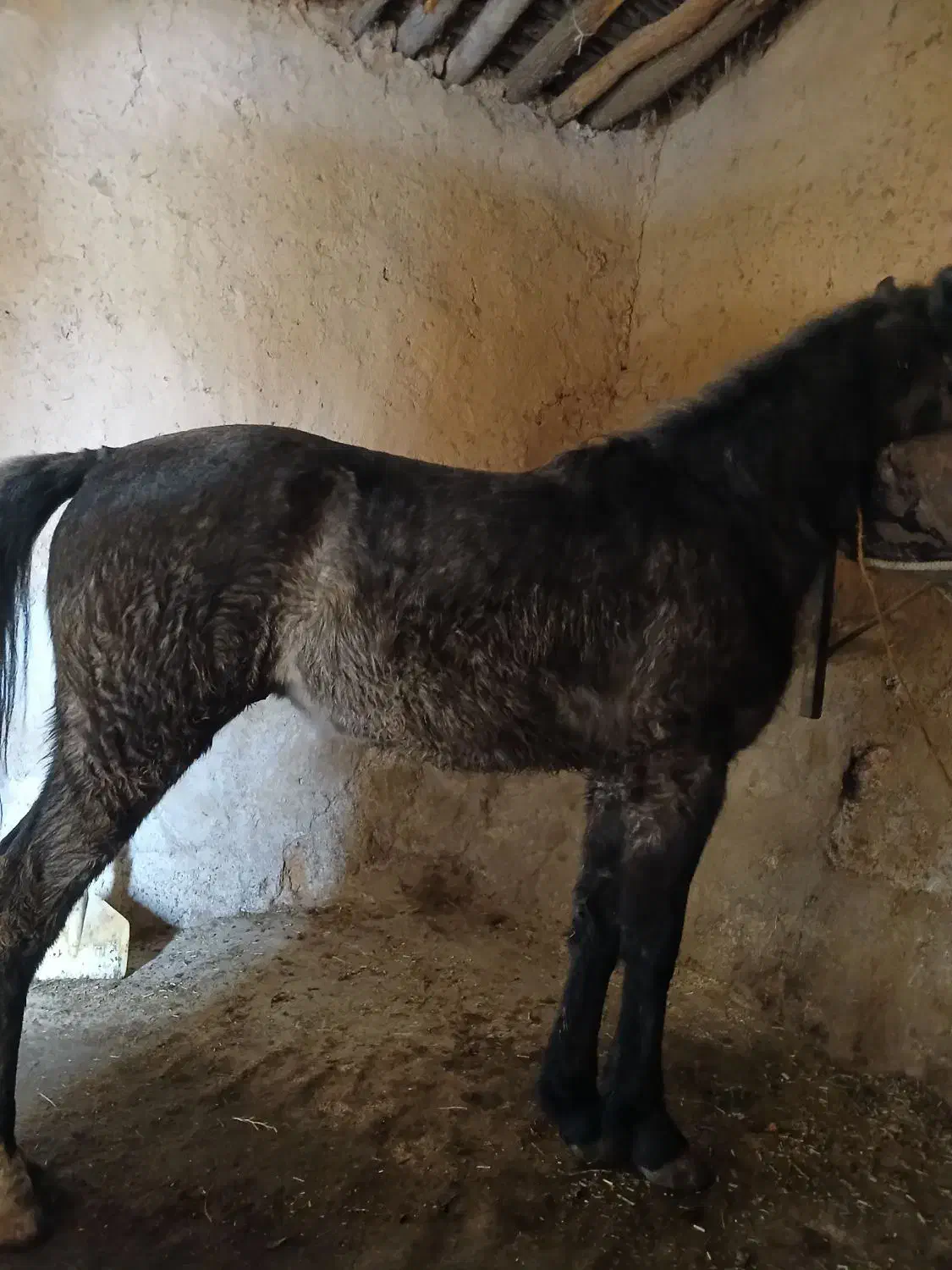 اسب|اسب و تجهیزات اسبسواری|تخت سلیمان, |دیوار