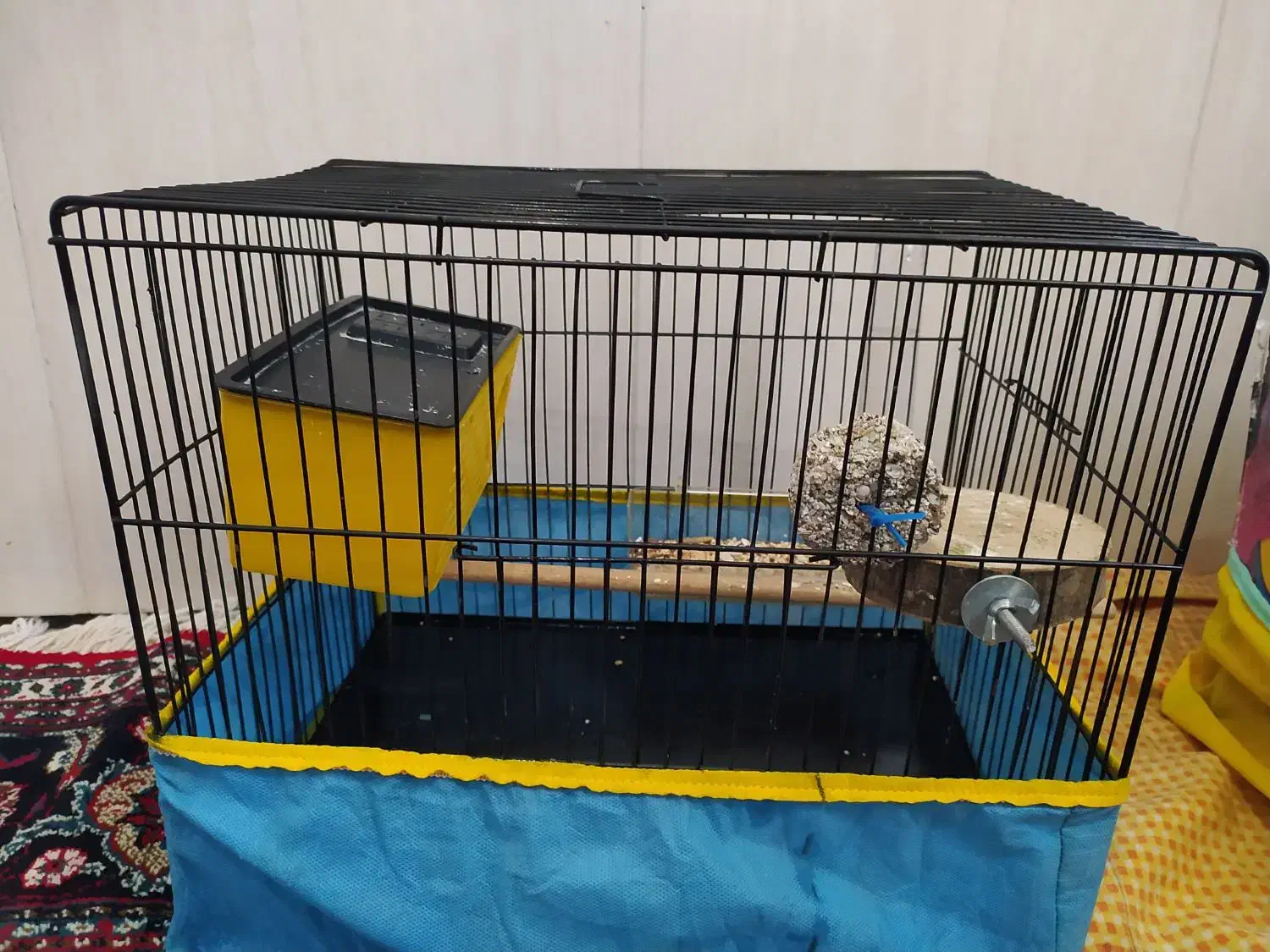 طوطی برزیلی|پرنده|پاوه, |دیوار